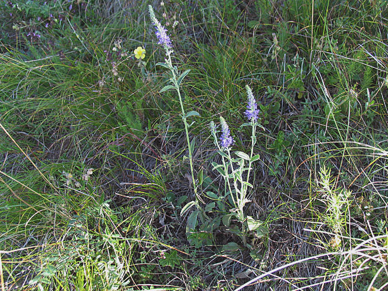 Veronivca spicata (=Pseudolysimachion spicatum) / Veronica spicata